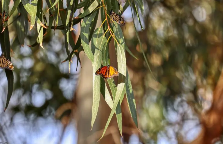 Monarch butterflies resting on eucalyptus leaves in the Pismo Beach Monarch Butterfly Grove